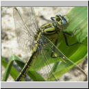 Gomphus pulchellus - Westliche Keiljungfer 02.jpg